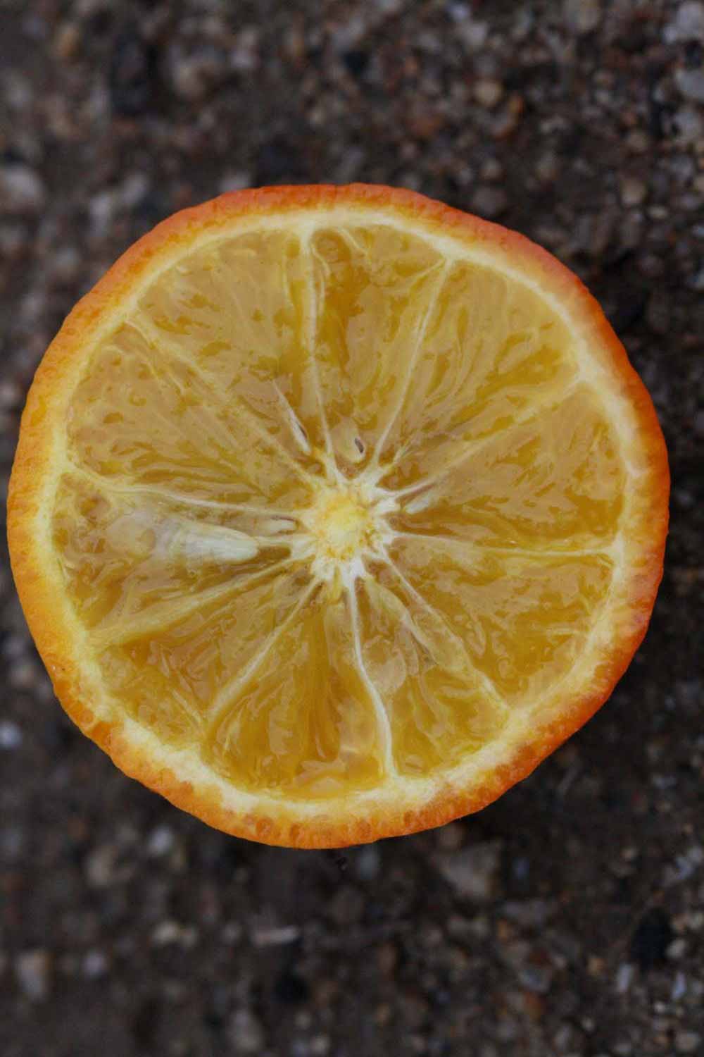            Fruit cross-section (Riverside, CA)   